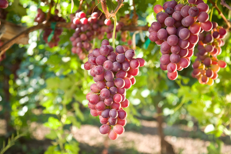 Excelero, fitoregolatore per la colorazione dell'uva rossa e il dirado delle uve da tavola (Foto di archivio)