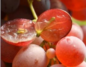 Controllo delle alterazioni di uva tavola in frigoconservazione con ozono