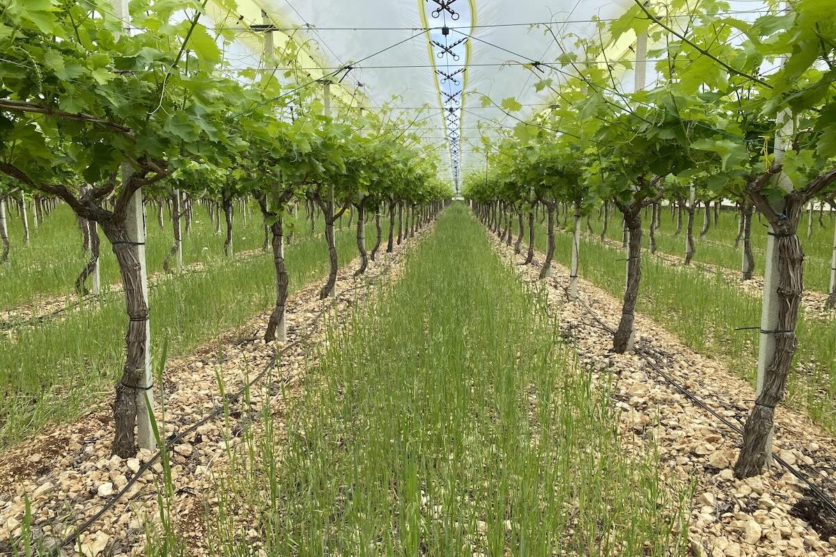 Puglia e Sicilia sono le principali regioni italiane produttrici di uva da tavola con una superficie investita di circa 45mila ettari