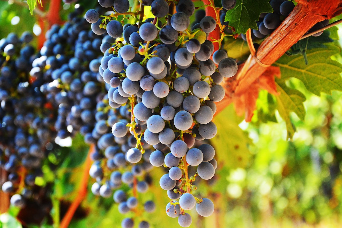 I progetti di ricerca pubblica nell'ambito vitivinicolo possono essere inviati al Masaf entro e non oltre il prossimo 23 ottobre 2023 (Foto di archivio)
