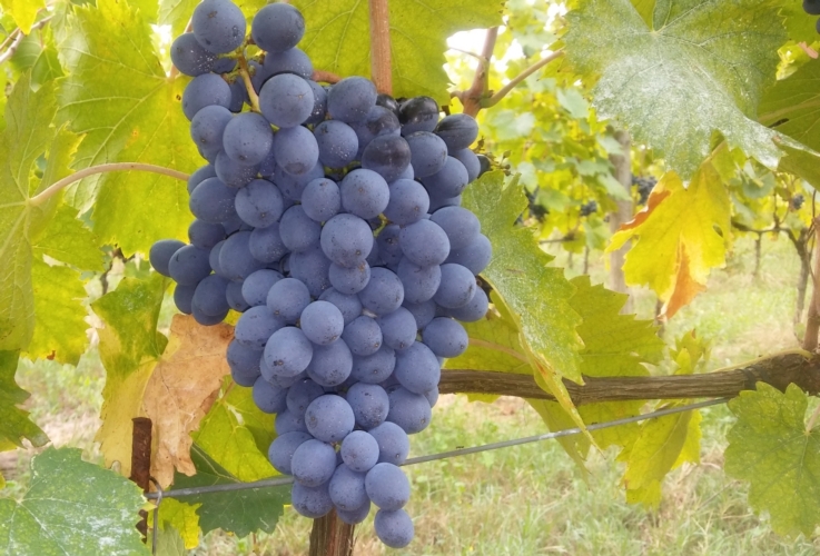 Un grappolo di Sangiovese, vitigno principe del Chianti. Ora il Consorzio chiede di sperimentare anche vitigni resistenti alle malattie fungine