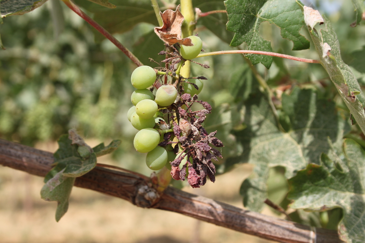 La peronospora è in grado di provocare danni in qualunque areale viticolo