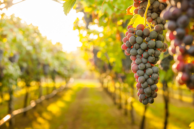 Stress idrici e termici nella viticoltura da vino, le soluzioni Green Has Italia - le news di Fertilgest sui fertilizzanti