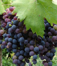 News da Infowine, Rivista Internet di viticoltura ed enologia