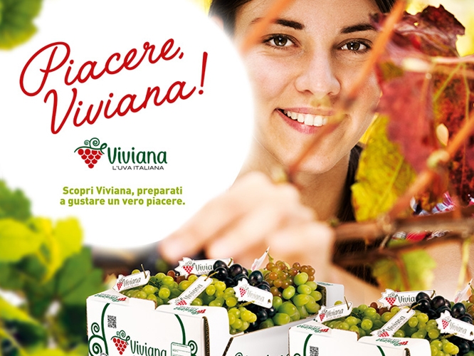 Con 'Viviana' Italia Ortofrutta punta su un unico brand per rilanciare l’uva da tavola