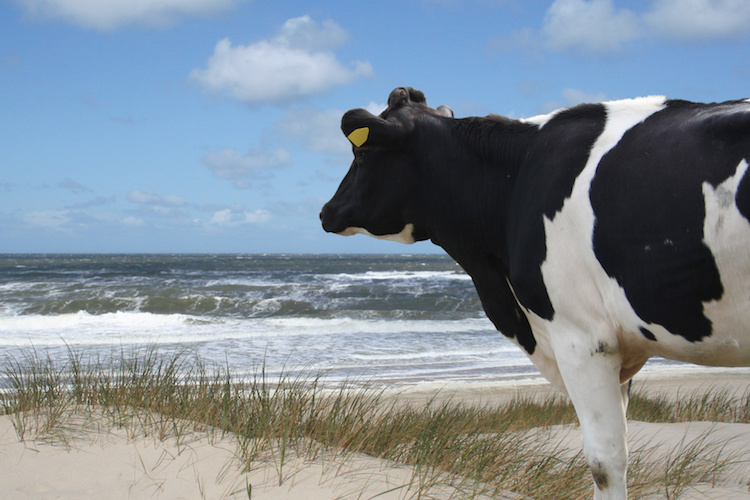 vacca-al-mare-marittima-by-bovino-bovini-benessere-animale-sostenibilita-sinnbild-fotolia-750.jpeg