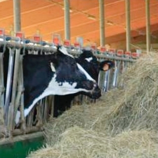 vacca-da-latte-fonte-crpa.jpg