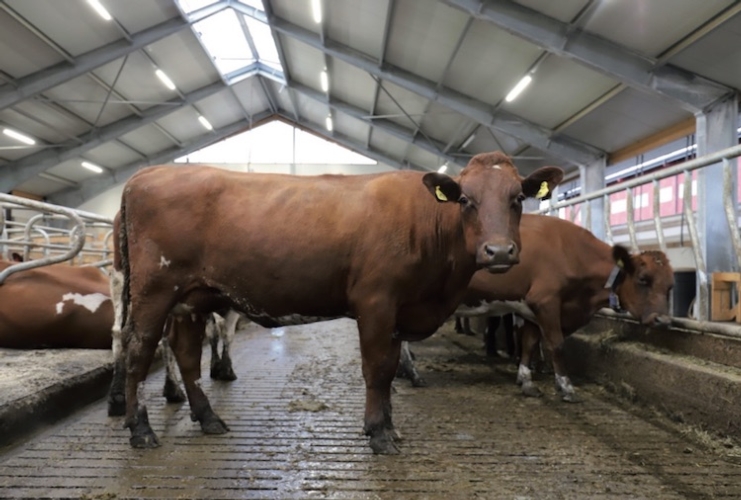 Il 95% delle vacche da latte presenti nelle stalle del paese nordico è di razza Rossa norvegese