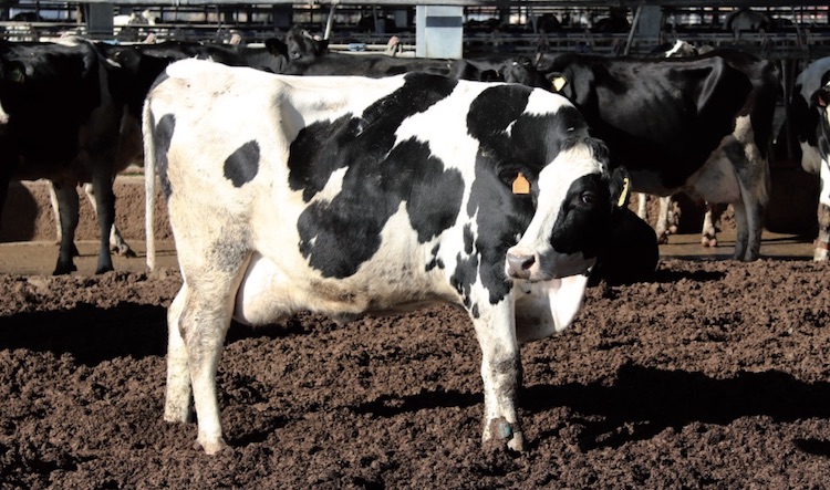 Le vacche da latte vengono comunemente infettate da Streptococcus uberis durante il periodo di asciutta