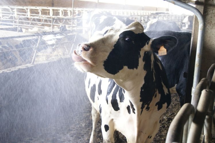 Ombra, docce e ventilazione forzata. Questi i principali ingredienti della lotta allo stress da caldo nella vacca da latte