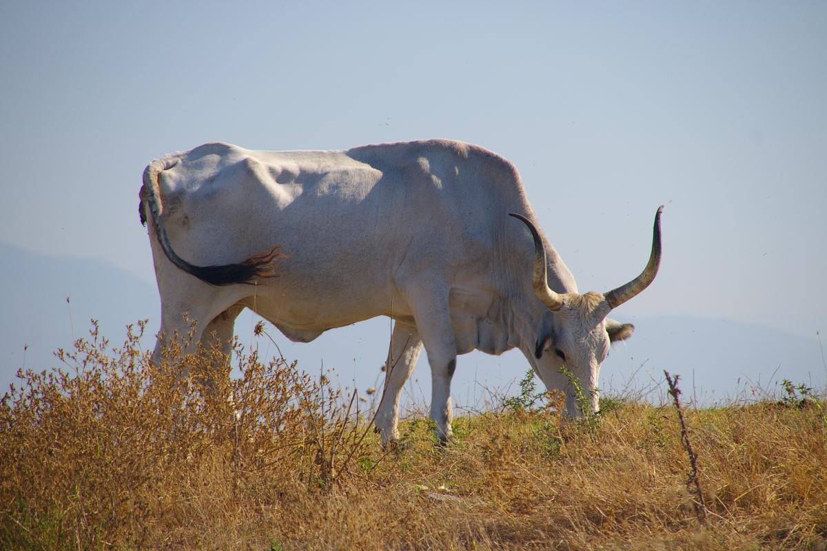 Una vacca maremmana al pascolo (Foto di archivio)
