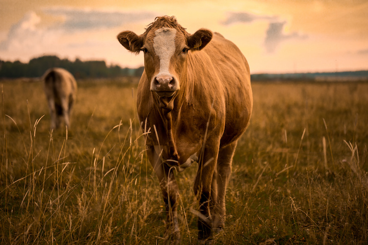 Avvelenamento dei bovini: glifosate e mancozeb sono davvero i colpevoli?