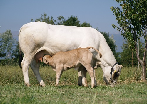 Una vacca di razza Piemontese mentre allatta
