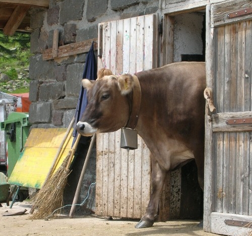 Per ora gli esattori non busseranno alle porte degli allevamenti da latte della Lombardia