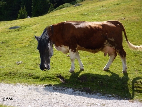 Nelle carni di cavallo fatte passare come carni bovine potevano essere presenti farmaci non consentiti