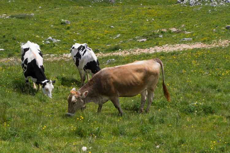 vacche-al-pascolo-bovini-zootecnia-allevamento-montagna-by-nicola-adobe-stock-750x500.jpeg