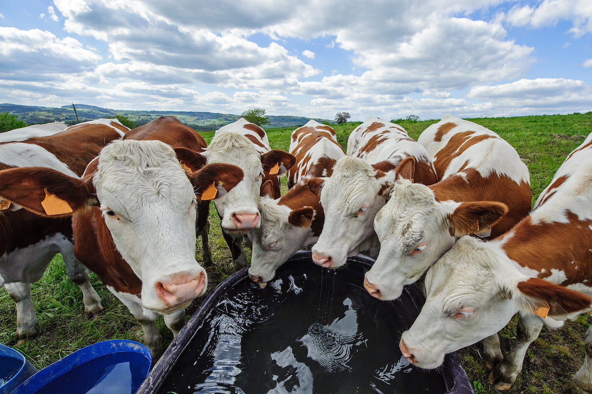E' errato affermare che la produzione di carne richieda un consumo di migliaia di litri di acqua (Foto di archivio)
