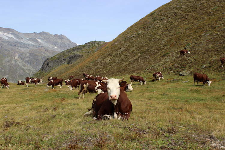 Nuove risorse per la zootecnia in Valle d'Aosta (Foto di archivio)
