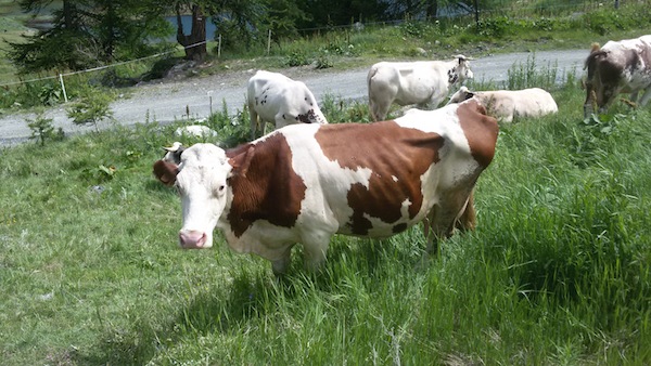 vacche-pascolo-alpi-piemontesi-donatello-sandroni.jpg