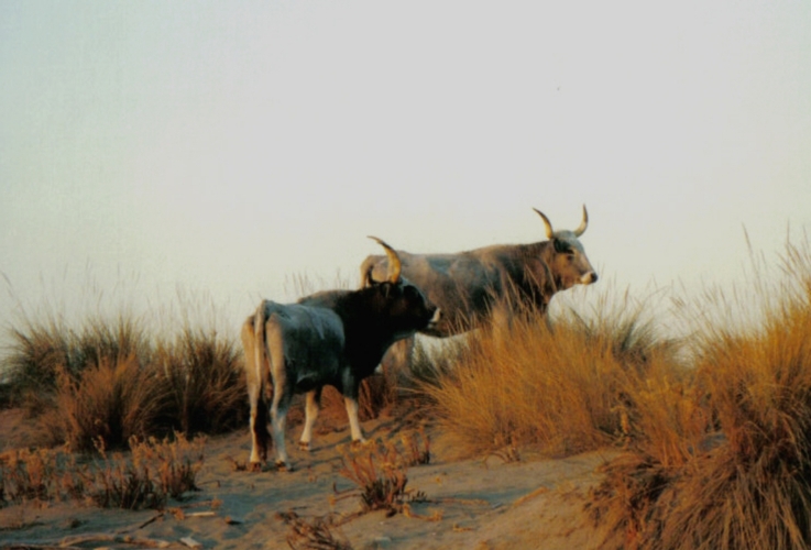 Due esemplari di vacche maremmane al pascolo, una delle razze simbolo delle risorse genetiche autoctone della Toscana