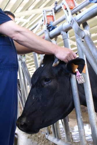 vacche-veterinaria-inoculazione-fonte-allevatori-top.jpg