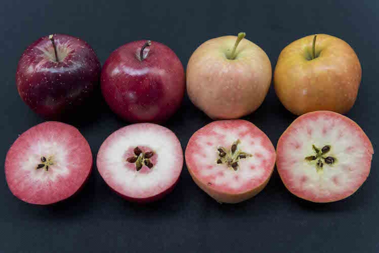 Le varietà di mele a polpa rossa del progetto Ifored