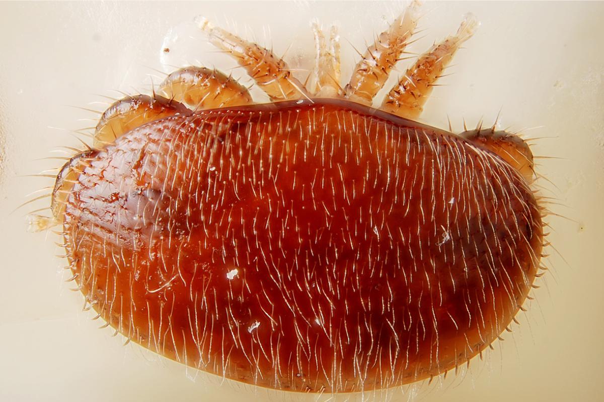 Un esemplare di varroa (Foto di archivio)