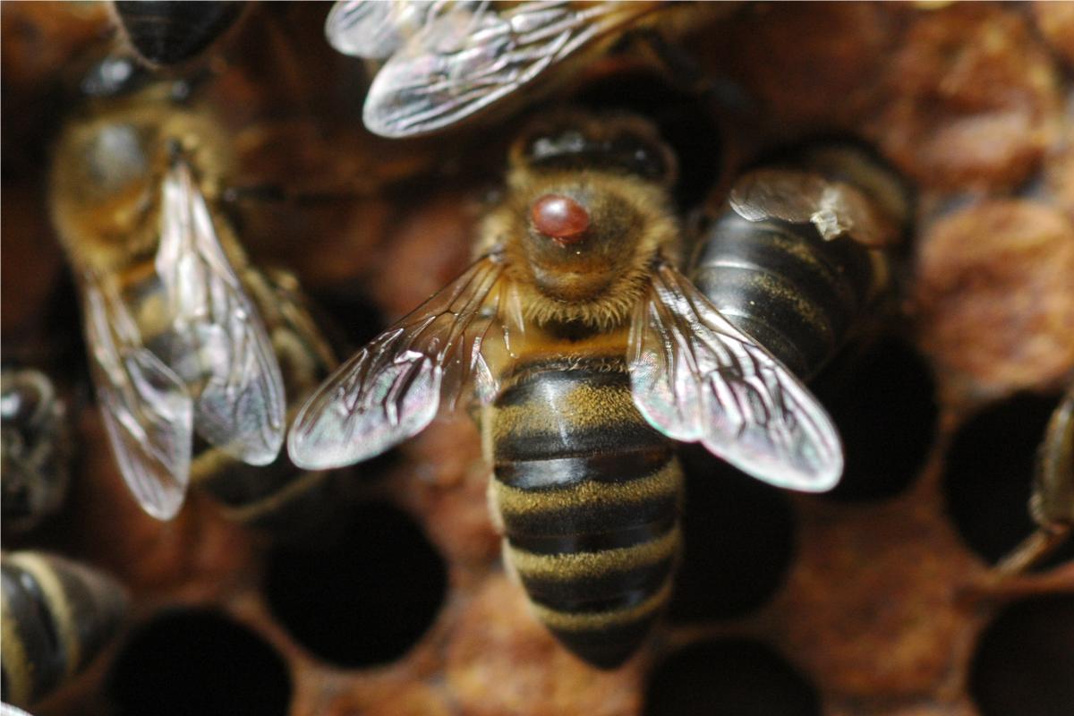 Un esemplare di varroa sul dorso di un'ape operaia (Foto di archivio)