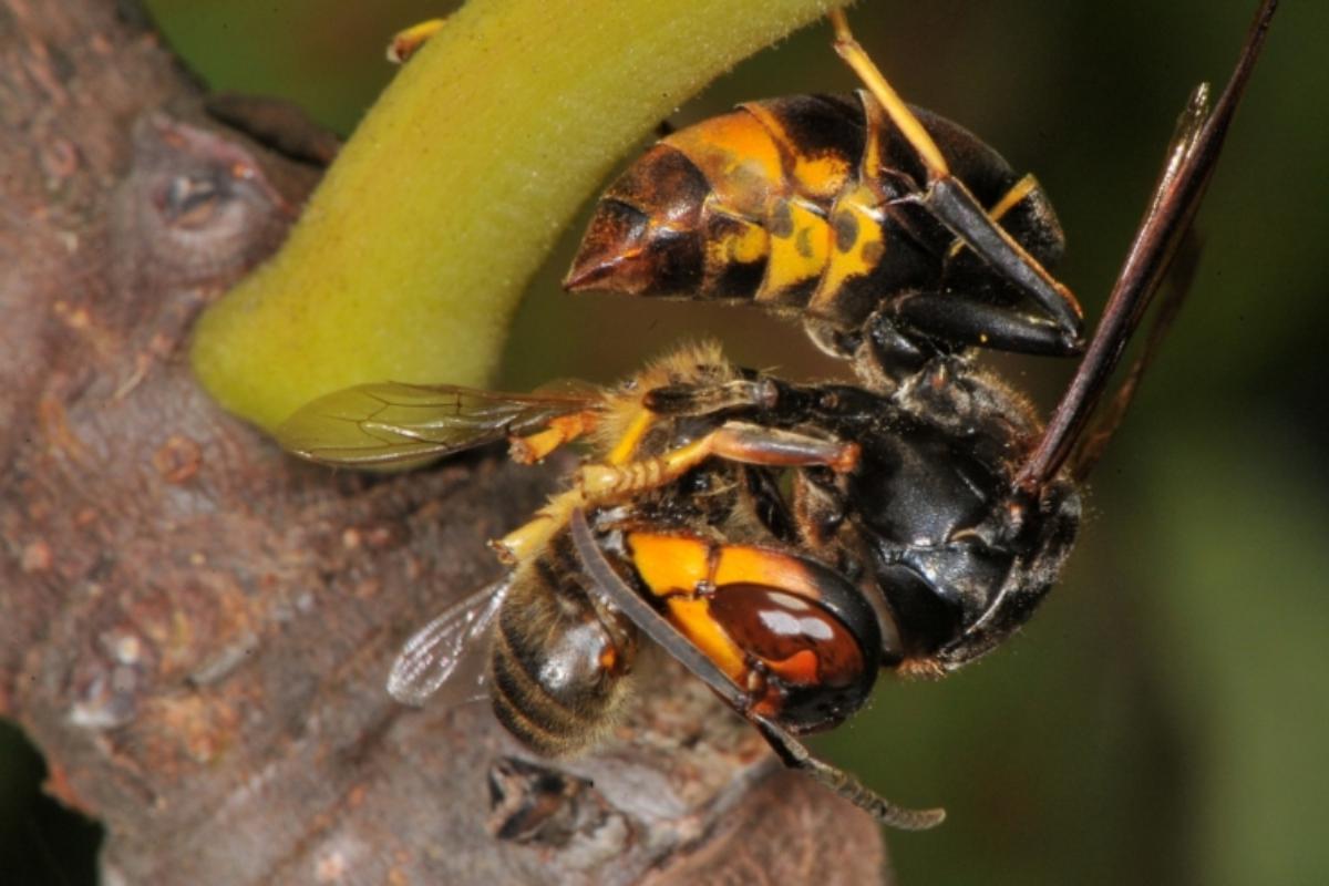 Un esemplare di Vespa velutina nell'atto di divorare un'ape da miele