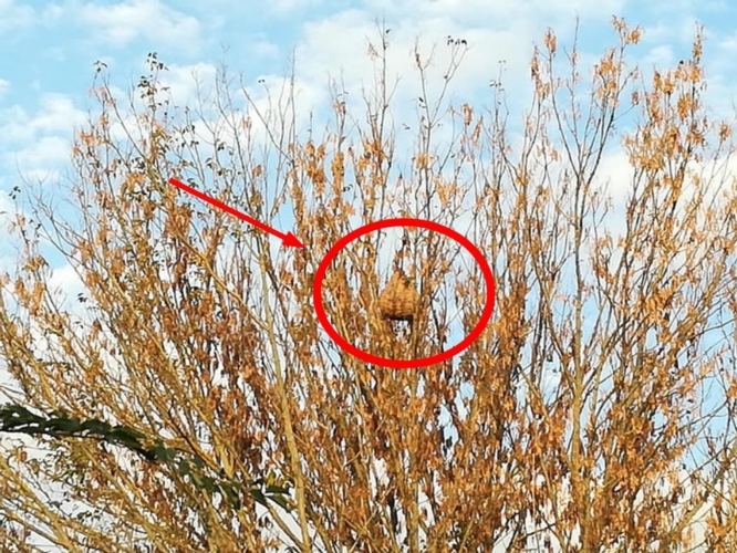Il nido trovato nei giorni scorsi in provincia di Massa Carrara cerchiato e indicato in rosso tra i rami