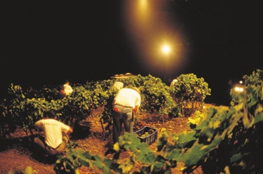 La raccolta dei grappoli sotto le stelle. La magia della vendemmia notturna di Donnafugata. Foto di Letterio Pomara