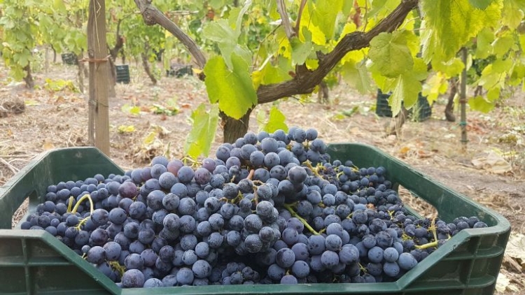 Anche sul Vesuvio la vendemmia è stata anticipata e di ben 20 giorni: già si raccolgono uve per i rossi
