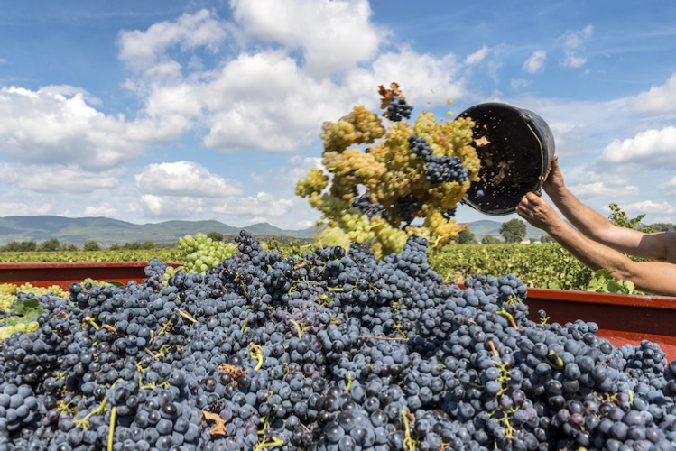 Forte calo produttivo per la produzione vitivinicola