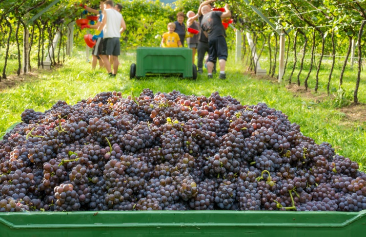 Il vademecum dell'Icqrf per tutti gli operatori del settore vitivinicolo è online sul sito del Mipaaf