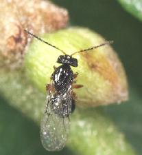 Una vespa ciense su gemma di castagno