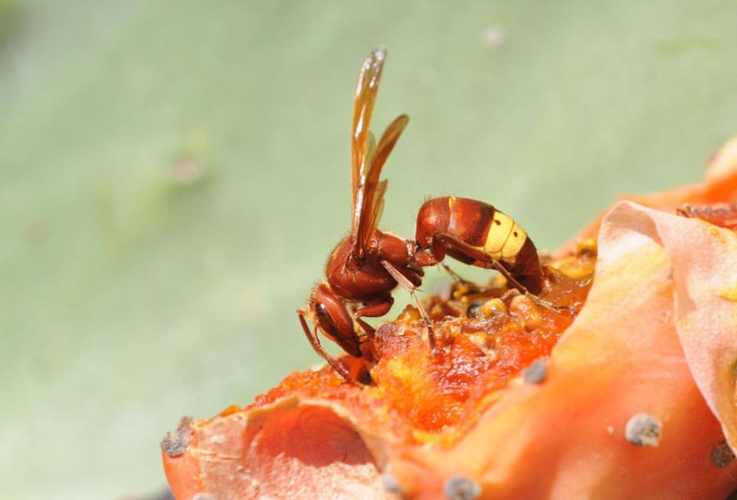 vespa-orientalis-calabrone-asiatico-by-zeynel-cebeci-wikipedia-jpg.jpg