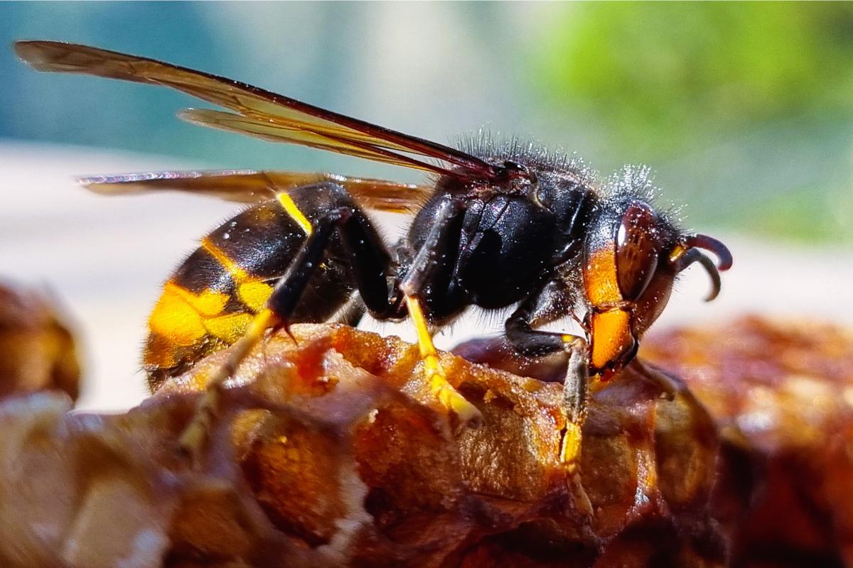 Un esemplare di Vespa velutina