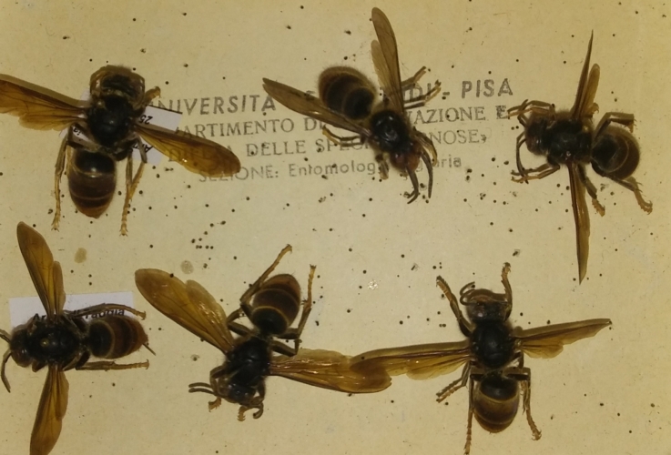 vespa-velutina-esemplari-scatola-entomologica-by-matteo-giusti-agronotizie-jpg
