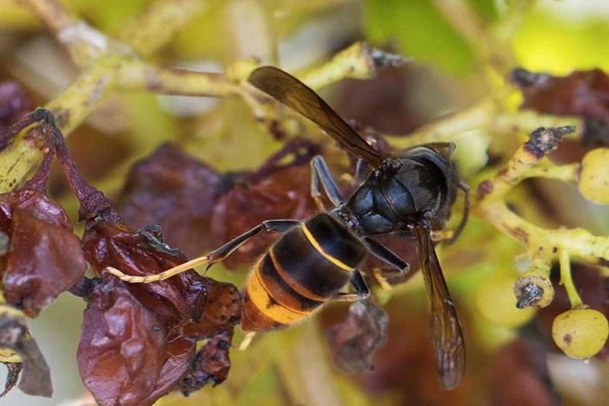 Un esemplare di Vespa velutina su un grappolo d'uva