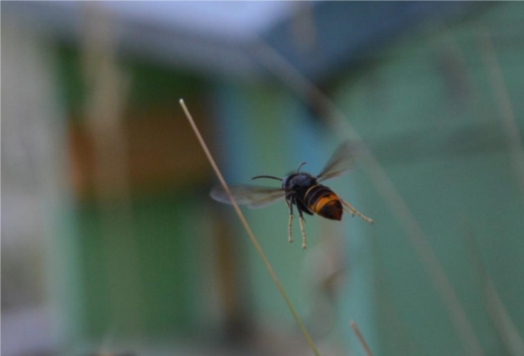 Un particolare di un calabrone asiatico in volo (Foto di archivio)