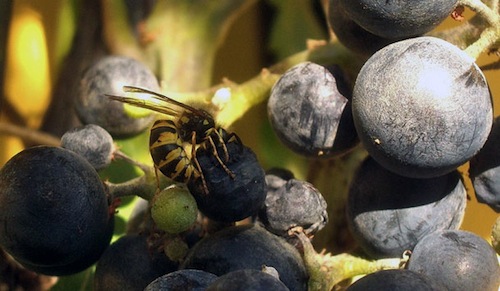 Le vespe e i calabroni 'ospitano' nel loro intestino i lieviti responsabili delle fermentazioni naturali vinarie e panarie