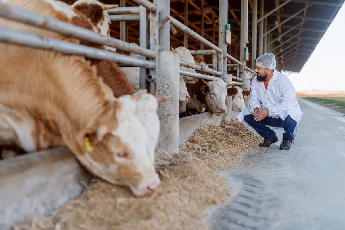Il medico veterinario è una figura fondamentale per assicurare la salubrità delle derrate