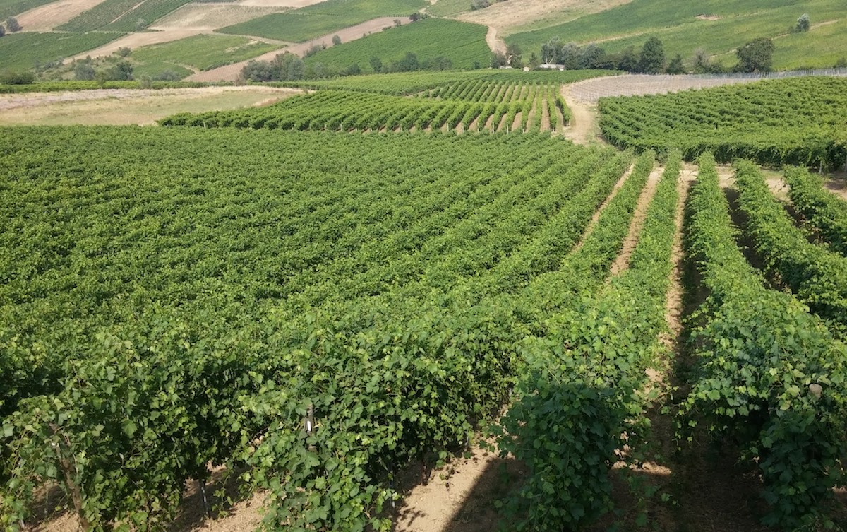 La viticoltura sostenibile secondo ICL