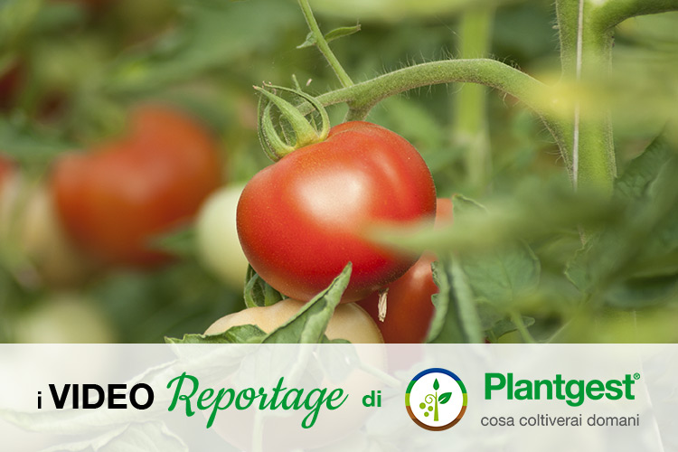 Pomodoro da mensa, qualità al centro del made in Italy - Plantgest news sulle varietà di piante
