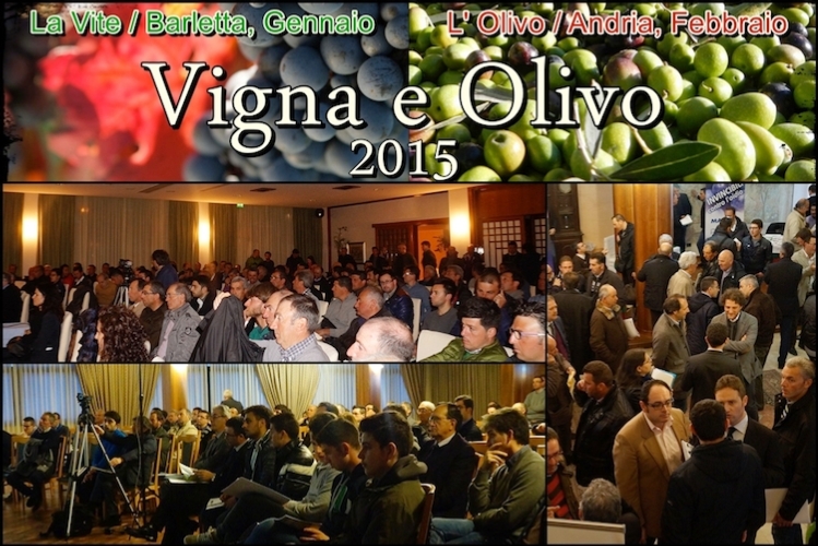 vigna-e-olivo-2015.jpg