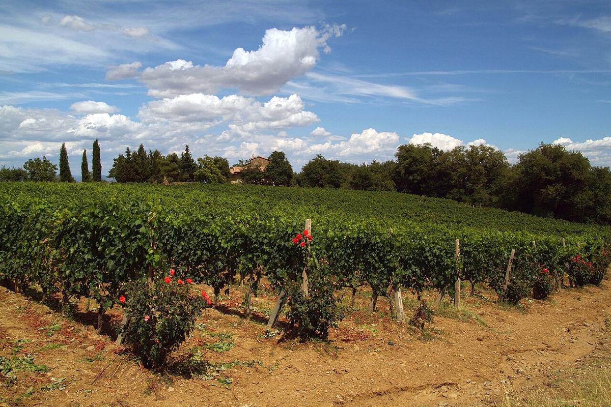 Un vigneto a Montalcino (Foto di archivio)