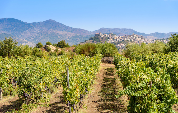 I vini delle Isole Maggiori negli ultimi anni si sono sempre più affermati sui mercati (Foto di archivio)