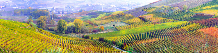 vigneti-vigne-agricoltura-piemonte-by-freesurf-adobe-stock.jpeg