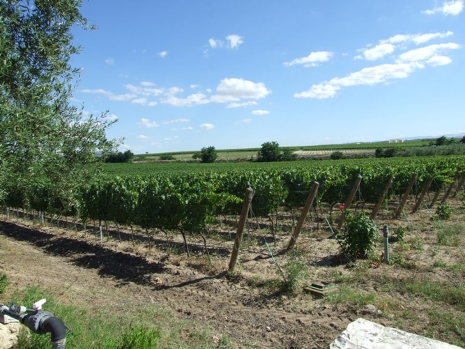 Vigneti in Puglia, dove negli ultimi 10 anni la produzione di vini Doc è cresciuta del 37%