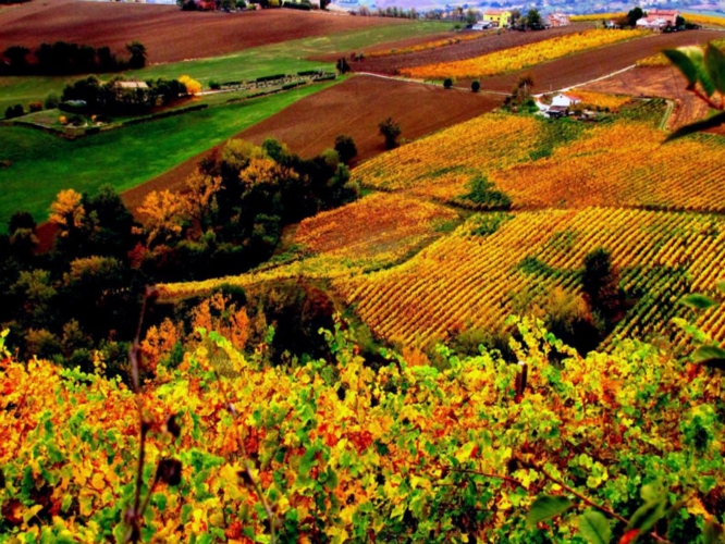 Il paesaggio viticolo nei dintorni di Montecarotto, nelle Marche